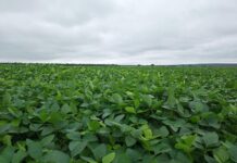 Prazo para cadastro obrigatório do plantio da soja em MS termina neste sábado, 10