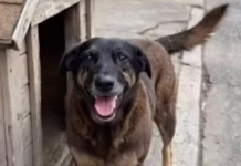 Caso Orelha gera debate sobre lei branda contra maus tratos a animais