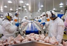 Exportações de carne de frango e de carne suína registram alta em janeiro