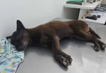 Polícia quer apreender passaporte de envolvido na morte do cão Orelha