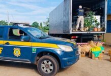 PRF apreende mais de 1,5 tonelada de maconha e prende condutor de caminhão