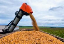 Soja entra na fase final de colheita em MS, enquanto plantio do milho segue em ritmo acelerado