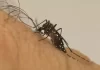 Mato Grosso do Sul registra duas mortes suspeitas por dengue, diz SES