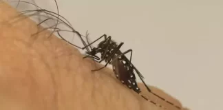 Mato Grosso do Sul registra duas mortes suspeitas por dengue, diz SES