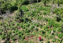 Quatro hectares de plantação de maconha são destruídos na fronteira com MS