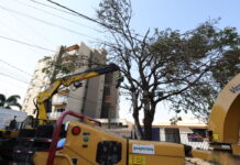 Prefeitura já removeu centenas de árvores condenadas e plantou mais de 700 mudas