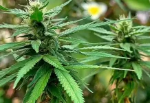 Governo Trump reclassifica maconha medicinal e abre caminho para pesquisas nos EUA