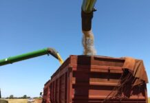 Colheita da soja chega a 97% em MS e plantio do milho se aproxima do fim