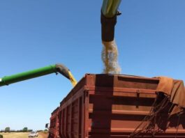 Colheita da soja chega a 97% em MS e plantio do milho se aproxima do fim