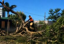 Prefeitura atua com rapidez após fortes chuvas e realiza remoção de árvores
