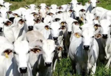 Rússia reconhece território brasileiro como área livre de febre aftosa sem vacinação