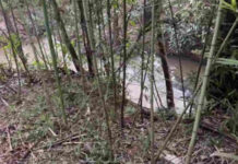 Corpo em decomposição é encontrado preso à vegetação às margens da BR-267