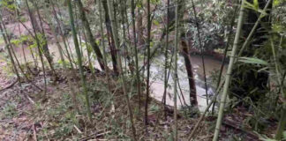 Corpo em decomposição é encontrado preso à vegetação às margens da BR-267