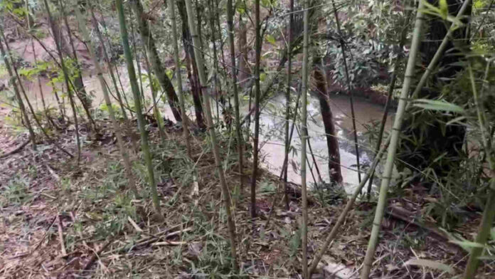 Corpo em decomposição é encontrado preso à vegetação às margens da BR-267_6a2776e5f36e1.jpeg