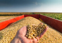 Exportações brasileiras do agronegócio representam 50,2% do total exportado pelo Brasil em maio