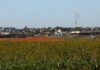 Investimentos em pesquisa elevam produtividade e competitividade do agro de MS