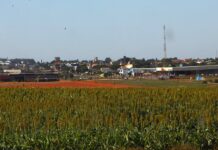 Investimentos em pesquisa elevam produtividade e competitividade do agro de MS