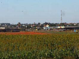Investimentos em pesquisa elevam produtividade e competitividade do agro de MS
