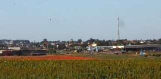 Investimentos em pesquisa elevam produtividade e competitividade do agro de MS