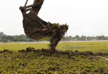 Mutirão remove plantas aquáticas que cobrem lagos de parques