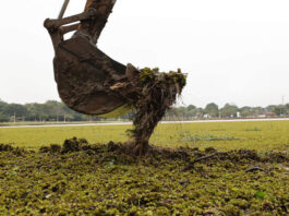 Mutirão remove plantas aquáticas que cobrem lagos de parques