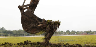 Mutirão remove plantas aquáticas que cobrem lagos de parques