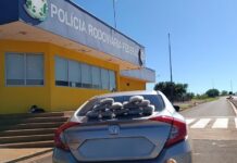 Acompanhada da filha menor, mulher é presa pela PRF com 50 quilos de skunk
