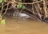 Sucuri de cerca de 6 metros é flagrada após engolir presa às margens do Rio Dourados
