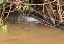 Sucuri de cerca de 6 metros é flagrada após engolir presa às margens do Rio Dourados