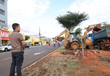 Canteiros centrais de 4 pontos da cidade passam por revitalização