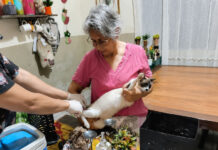 Dourados vacina quase 700 animais acolhidos por protetores; ação continua