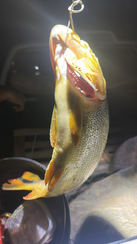 Homem é multado em R$ 5,5 mil e preso em flagrante por pescar peixe da espécie Dourado_6a5d831e8aa77.jpeg