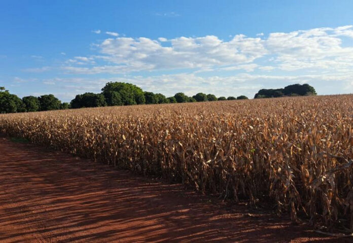 Lavouras mantém bom potencial produtivo e colheita da 2ª safra alcança 2,8% da área_6a4f02444a113.jpeg