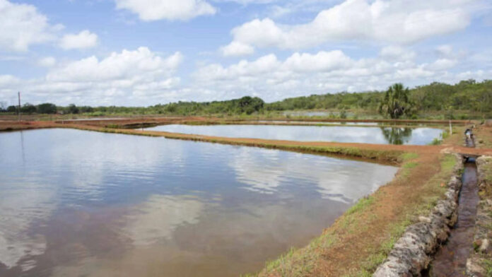 Menina de 1 ano morre após se afogar em tanque de peixes em fazenda de MS_6a45c9604ed6c.jpeg