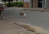 Menino de 11 anos passa por cirurgia após ataque de pit bull em Chapadão do Sul