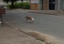 Menino de 11 anos passa por cirurgia após ataque de pit bull em Chapadão do Sul