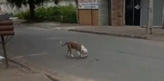 Menino de 11 anos passa por cirurgia após ataque de pit bull em Chapadão do Sul