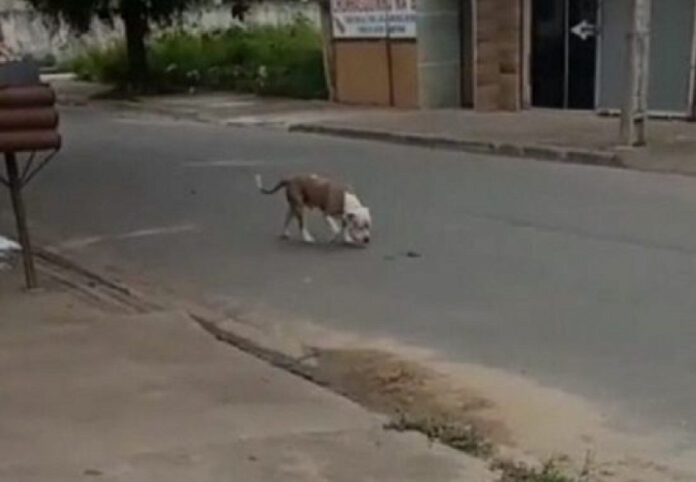 Menino de 11 anos passa por cirurgia após ataque de pit bull em Chapadão do Sul_6a4b0f6556b96.jpeg