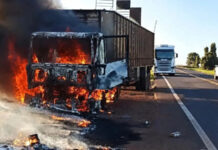 Motorista liberta gado em rodovia para salvar animais de incêndio em carreta