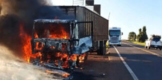 Motorista liberta gado em rodovia para salvar animais de incêndio em carreta