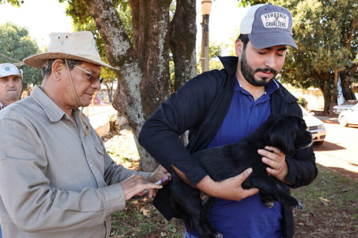 Prefeitura inicia vacinação antirrábica de mais de mil animais acolhidos_6a59927e87953.jpeg