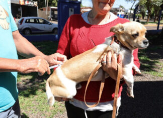 Prefeitura mantém vacinação de animais acolhidos por protetores e ONGs