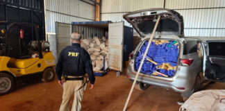 PRF descobre entreposto de maconha ligado a quadrilha que furtava caminhonetes