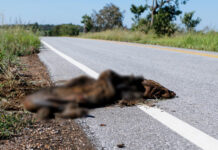 Governo abre licitação de R$ 5 milhões para cercar trecho da MS-345 até Bonito