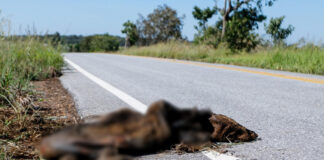 Governo abre licitação de R$ 5 milhões para cercar trecho da MS-345 até Bonito