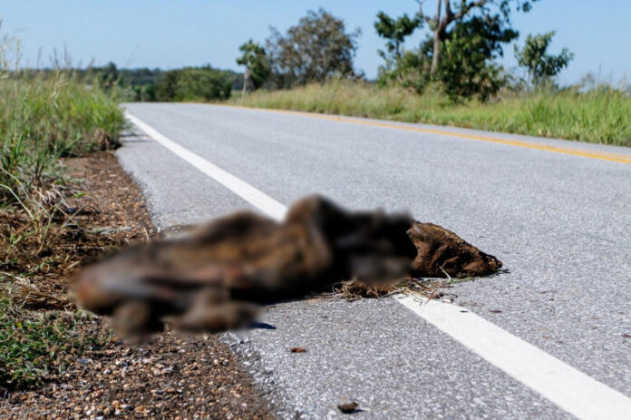 Governo abre licitação de R$ 5 milhões para cercar trecho da MS-345 até Bonito_6a73ede9986f9.jpeg