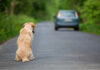 Motorista que abandonar animal poderá perder CNH por até 18 meses