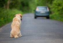 Motorista que abandonar animal poderá perder CNH por até 18 meses
