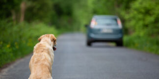 Motorista que abandonar animal poderá perder CNH por até 18 meses