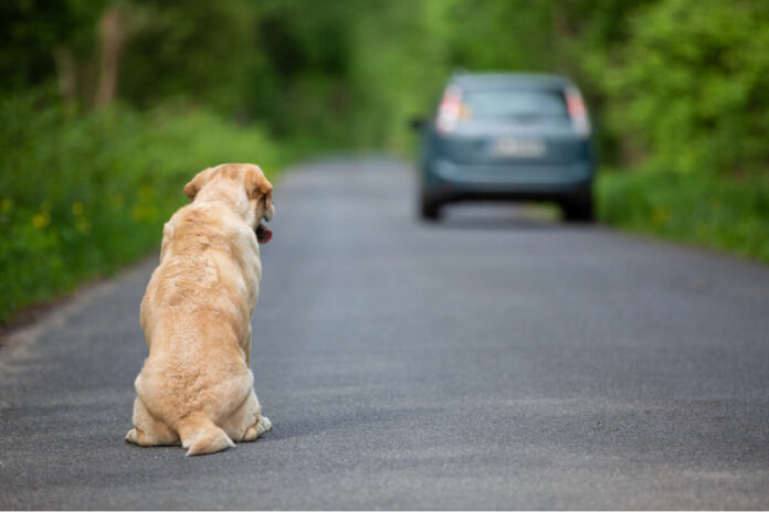 Motorista que abandonar animal poderá perder CNH por até 18 meses_6a7e7a873ac48.jpeg